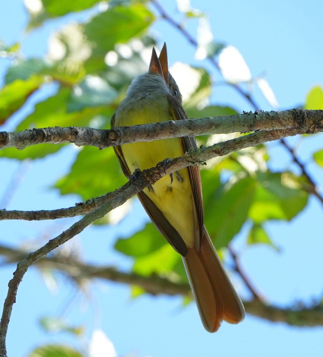 Great Crested Flycatcher - ML620214020