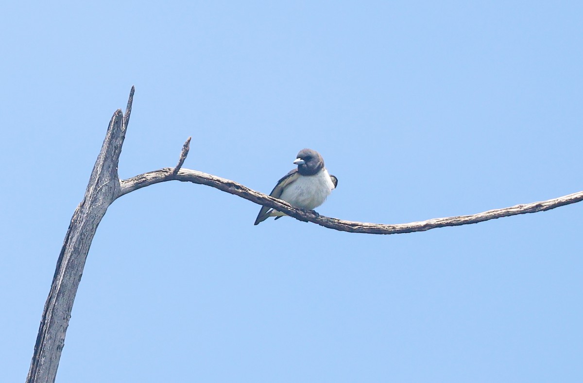White-breasted Woodswallow - ML620214030