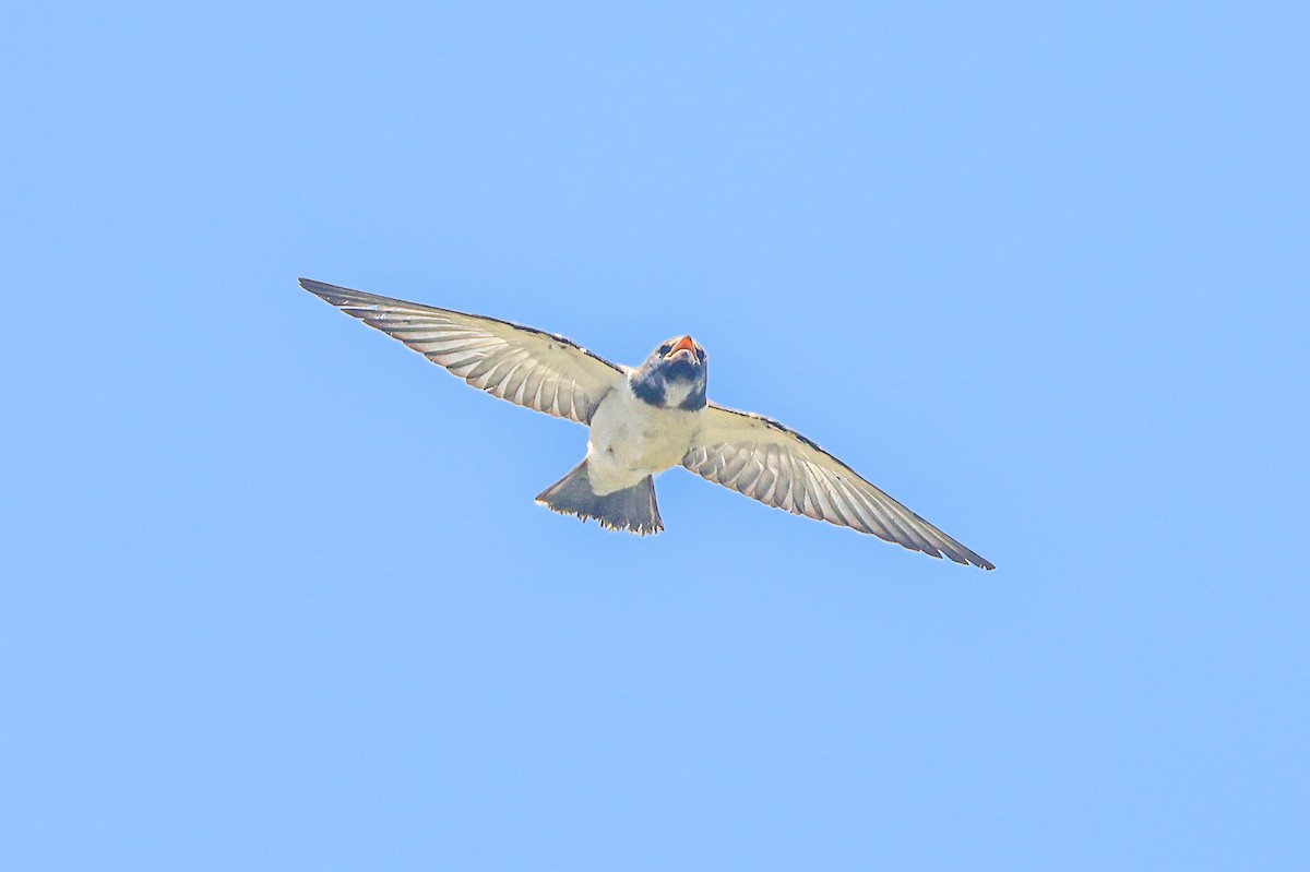 White-breasted Woodswallow - ML620214031