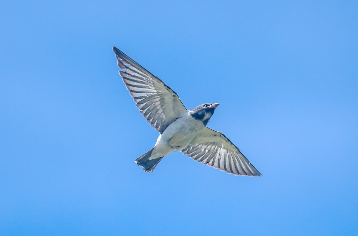 White-breasted Woodswallow - ML620214032
