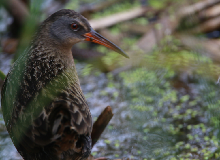 Virginia Rail - ML620214035