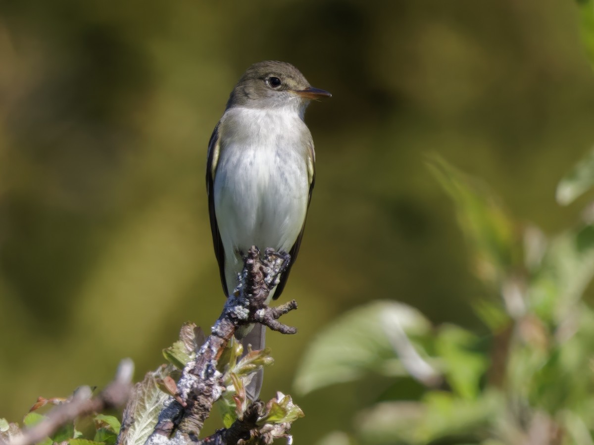 Alder Flycatcher - ML620214036