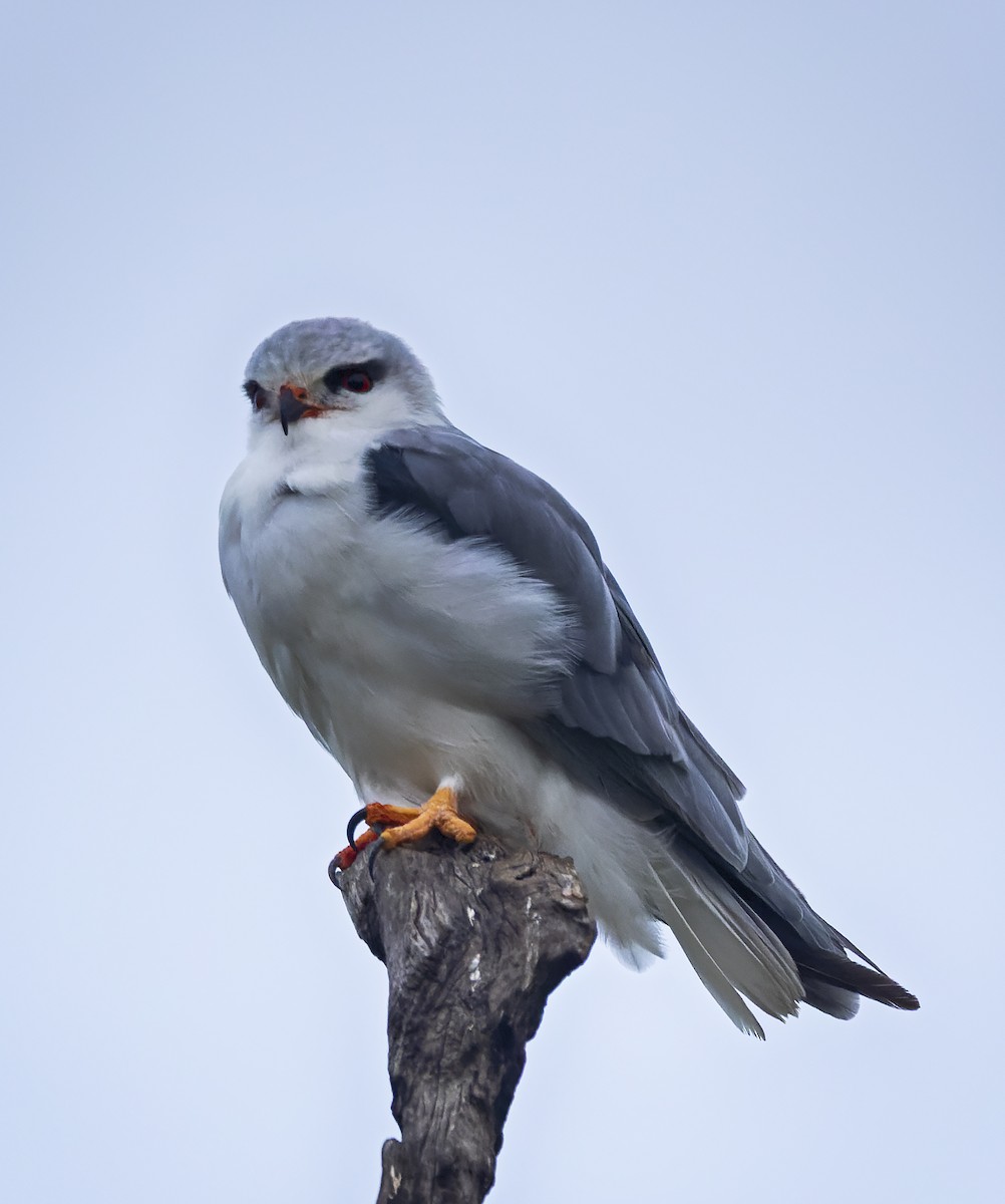 Black-winged Kite - ML620214039