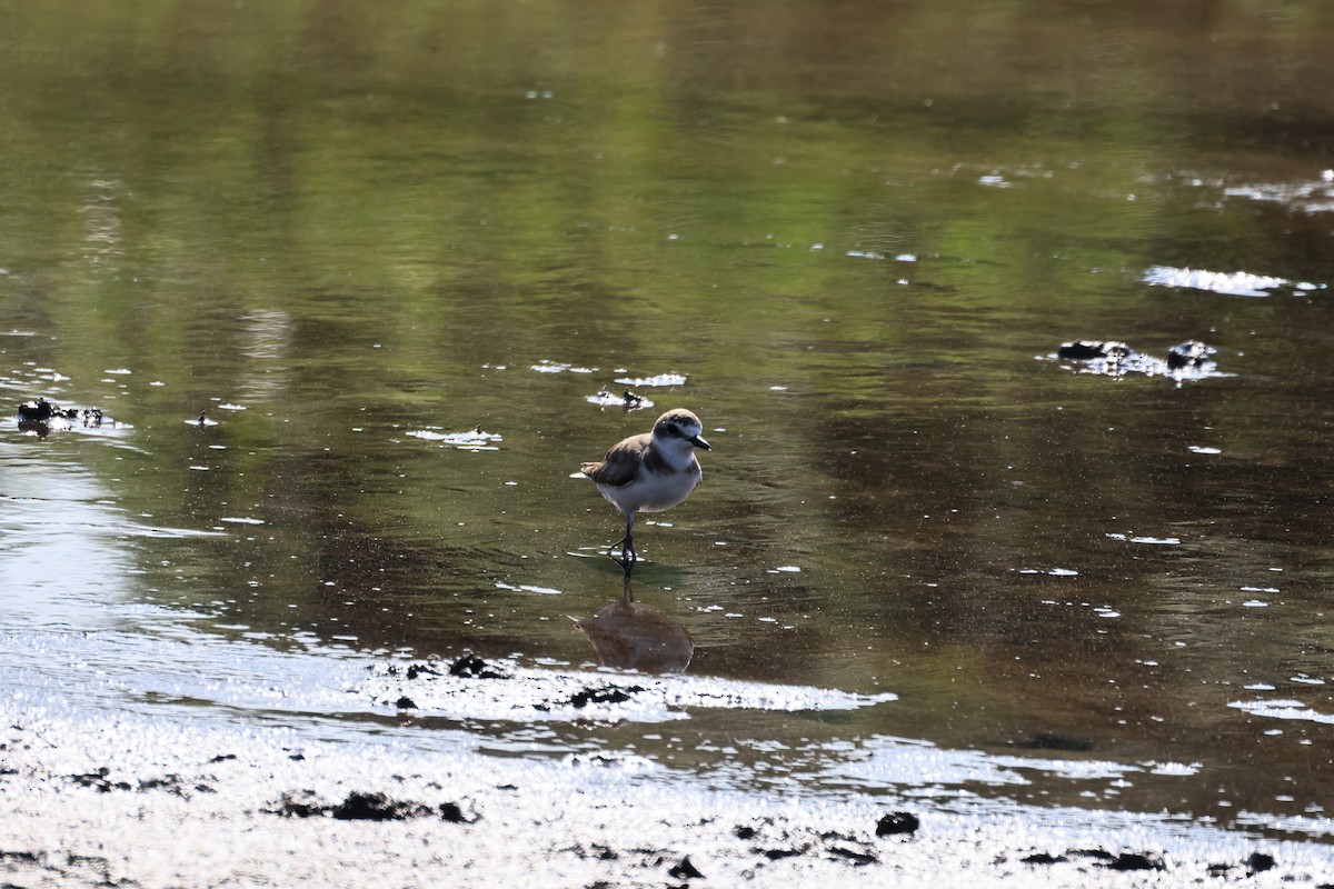 Kentish Plover - ML620214046