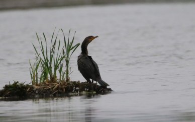 Double-crested Cormorant - ML620214048