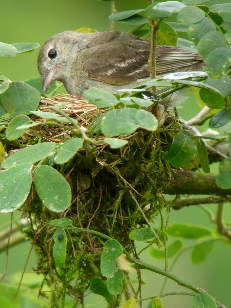 Lesser Elaenia - ML620214049