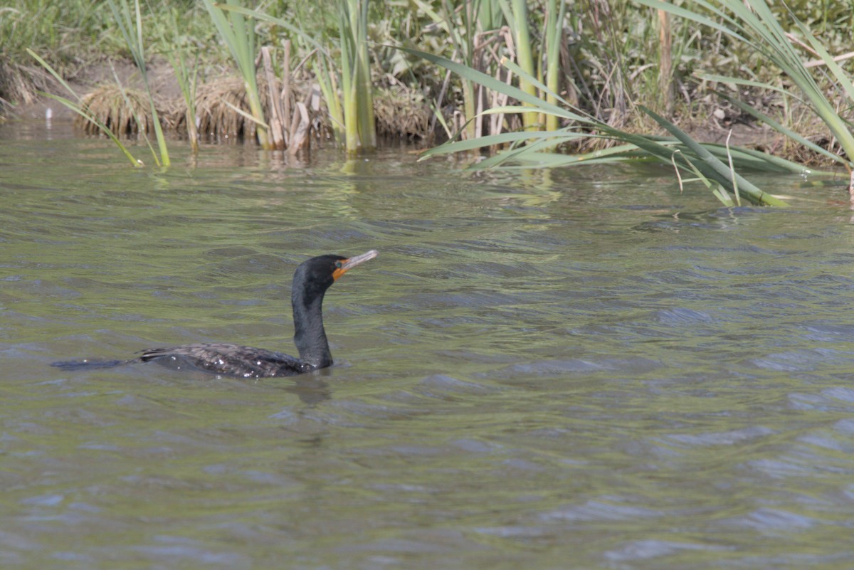 Cormorán Orejudo - ML620214050