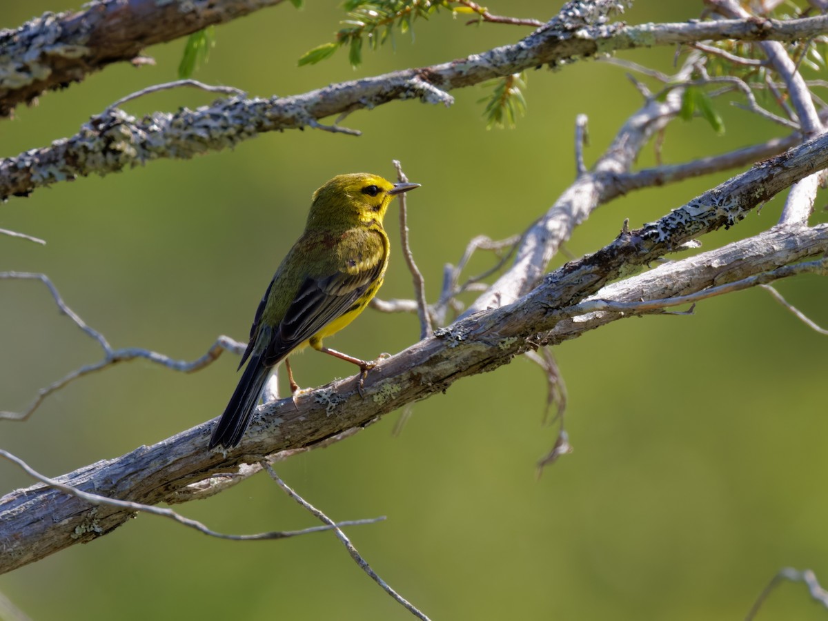 Prairie Warbler - Dina Perry