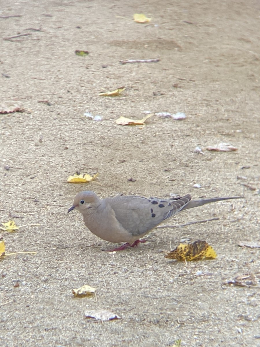 Mourning Dove - ML620214066