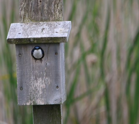 Tree Swallow - ML620214067