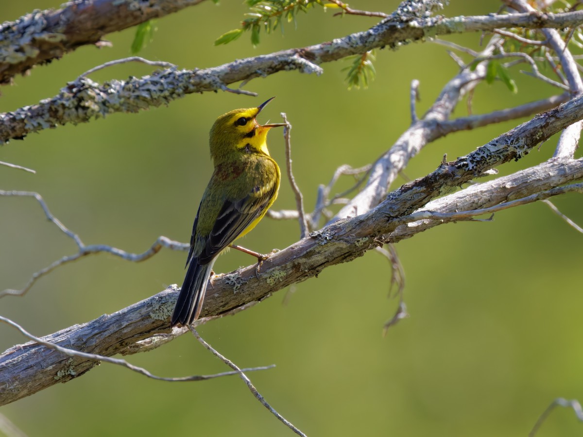 Prairie Warbler - ML620214069