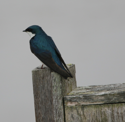 Tree Swallow - ML620214076