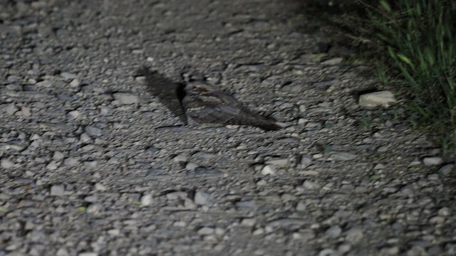 Eurasian Nightjar - ML620214077