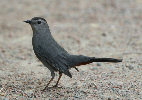 Gray Catbird - ML620214093