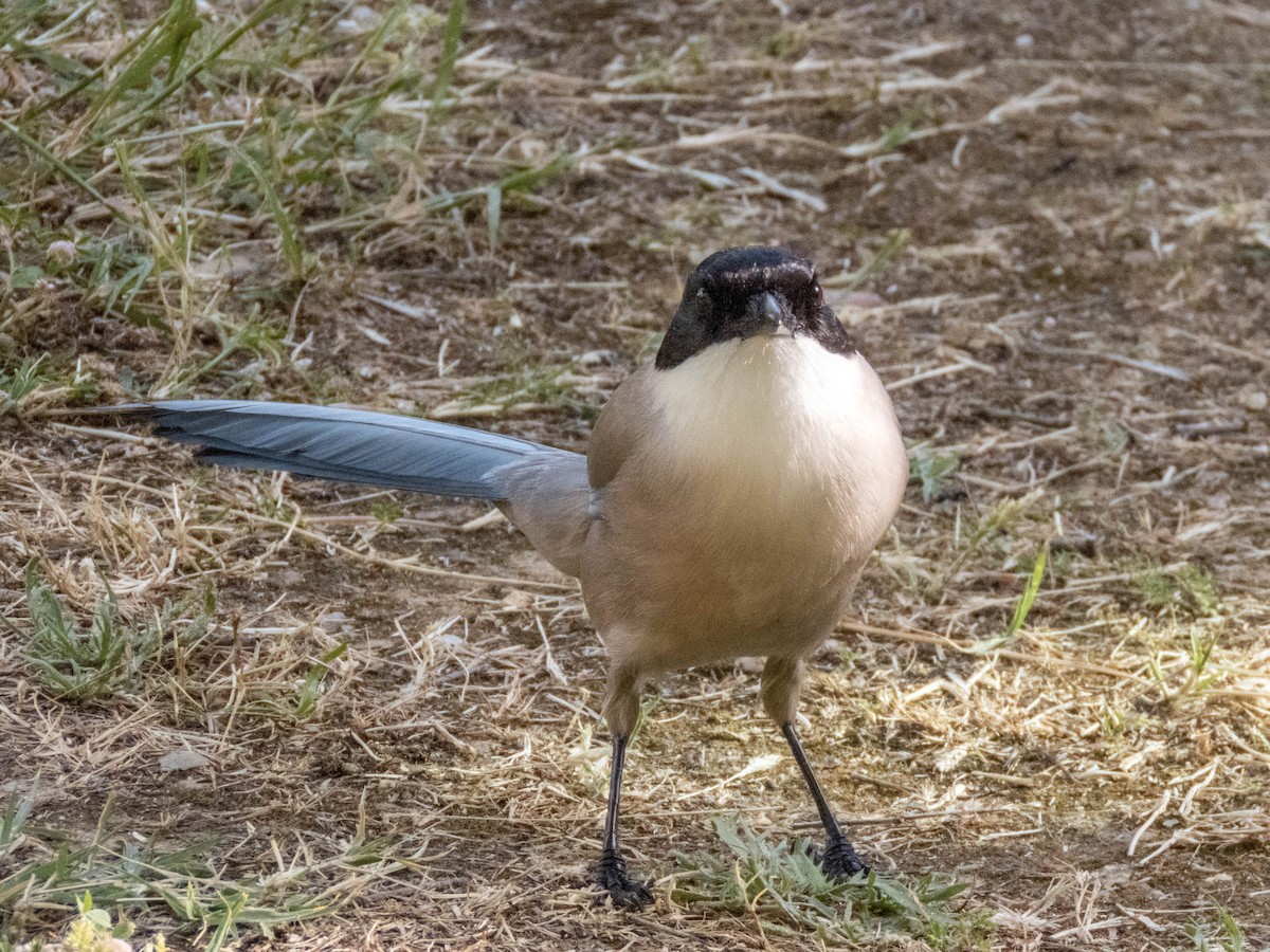 Iberian Magpie - ML620214120