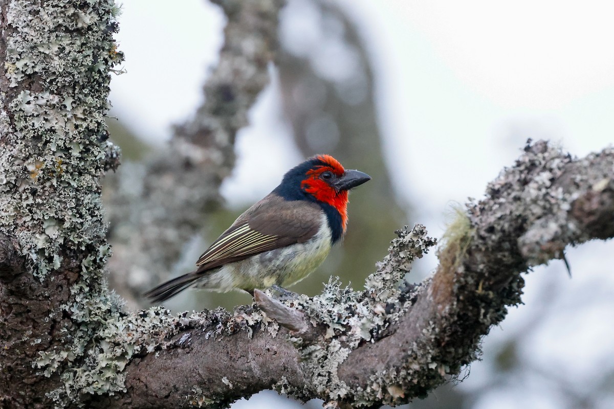 Black-collared Barbet - ML620214121