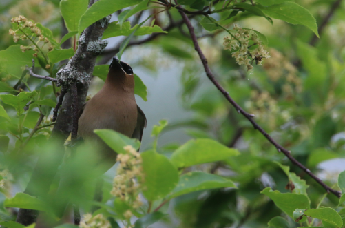 Cedar Waxwing - ML620214125