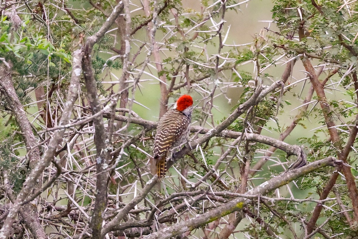 Cardinal Woodpecker - ML620214126