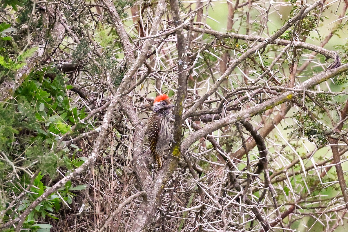 Cardinal Woodpecker - ML620214127