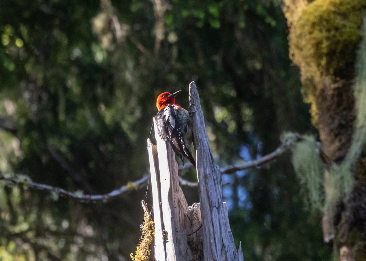 Red-breasted Sapsucker - ML620214128