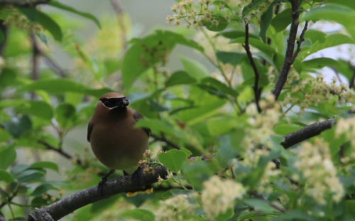 Cedar Waxwing - ML620214136