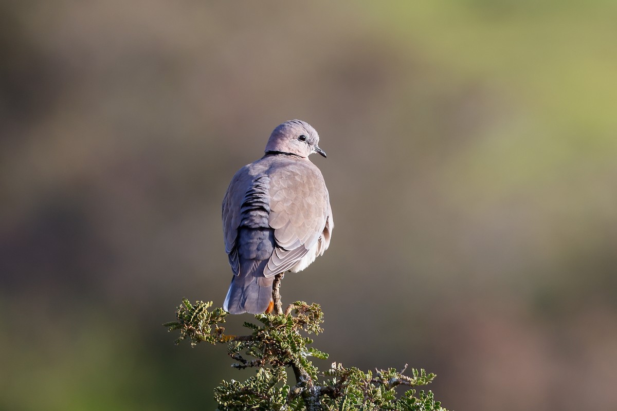 Ring-necked Dove - Tommy Pedersen