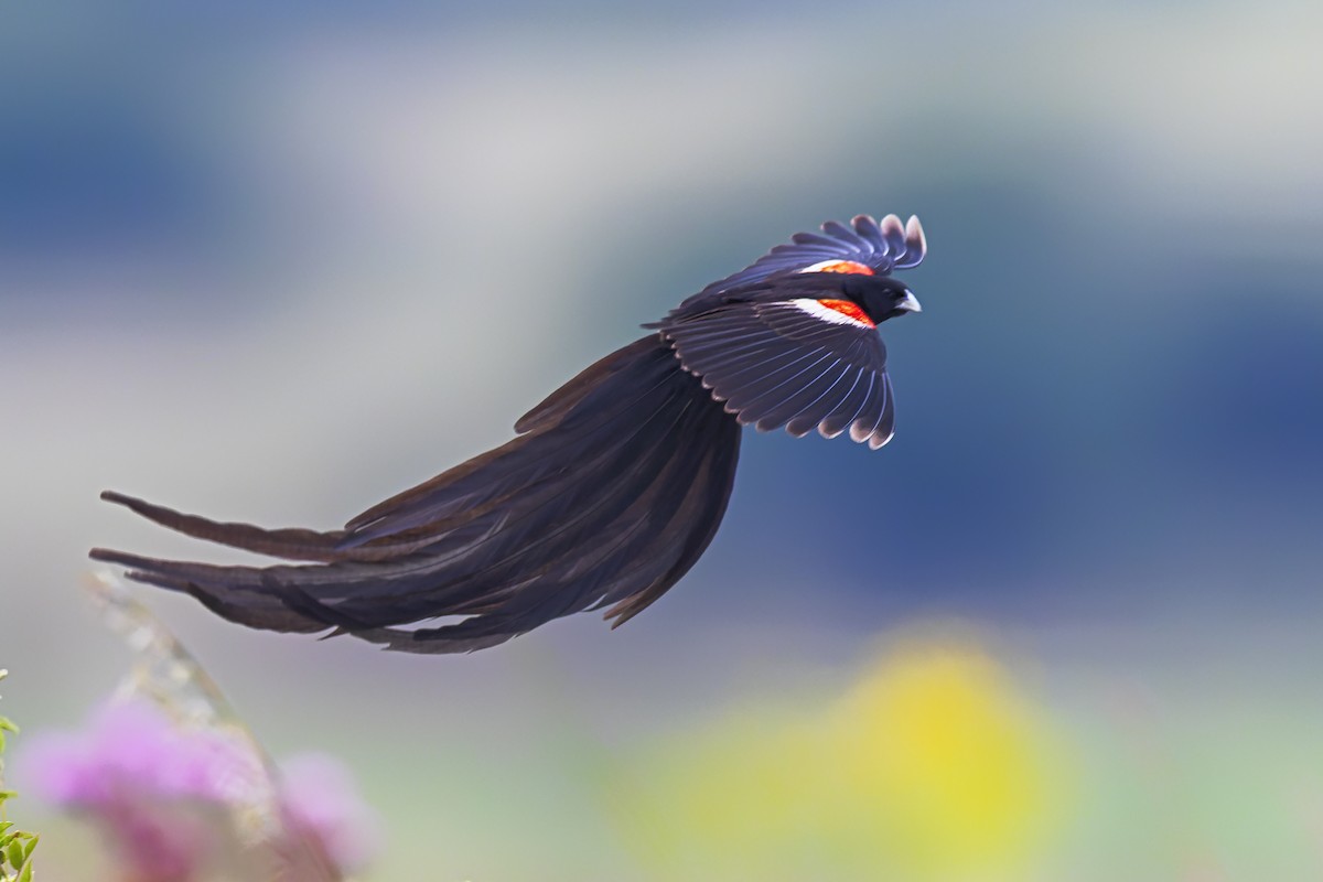 Long-tailed Widowbird - ML620214145