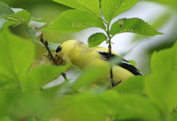 American Goldfinch - ML620214149