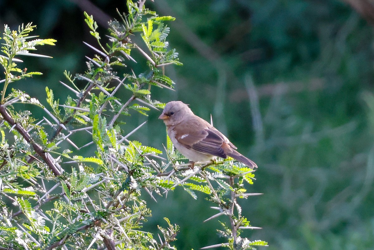 Southern Gray-headed Sparrow - ML620214151