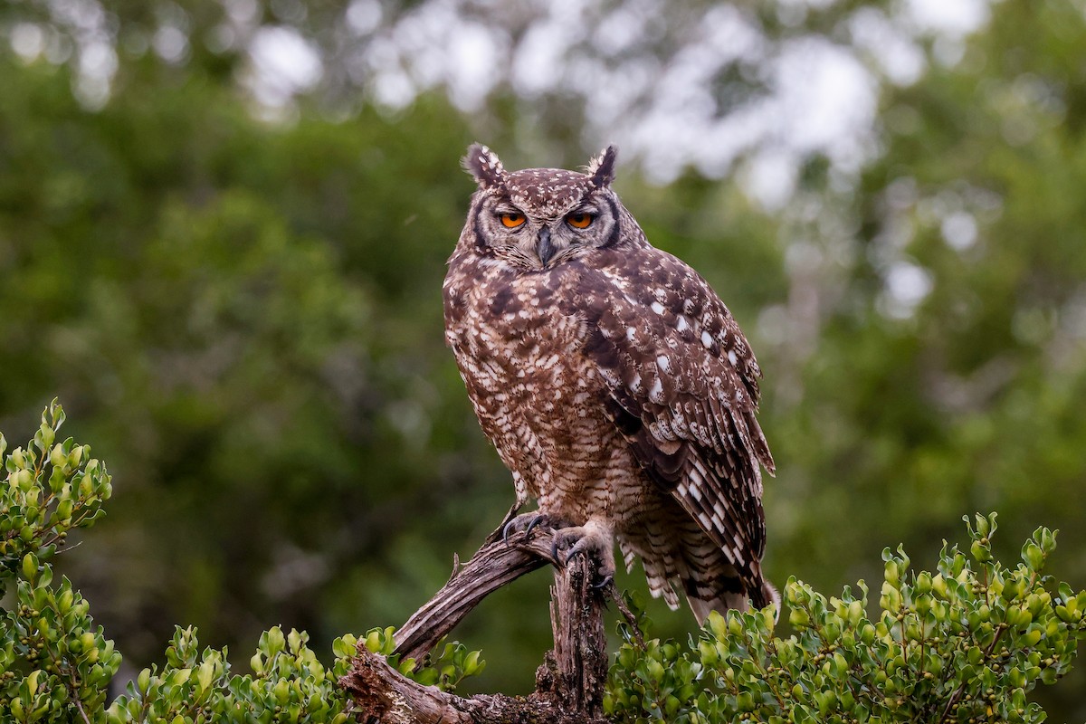 Spotted Eagle-Owl - ML620214158