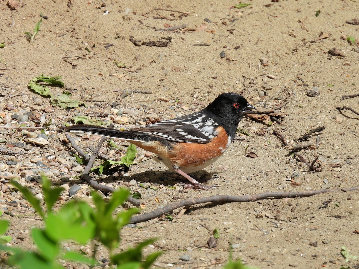 Spotted Towhee - ML620214160