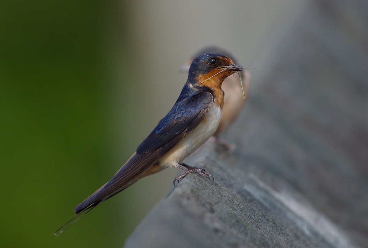 Barn Swallow - ML620214167