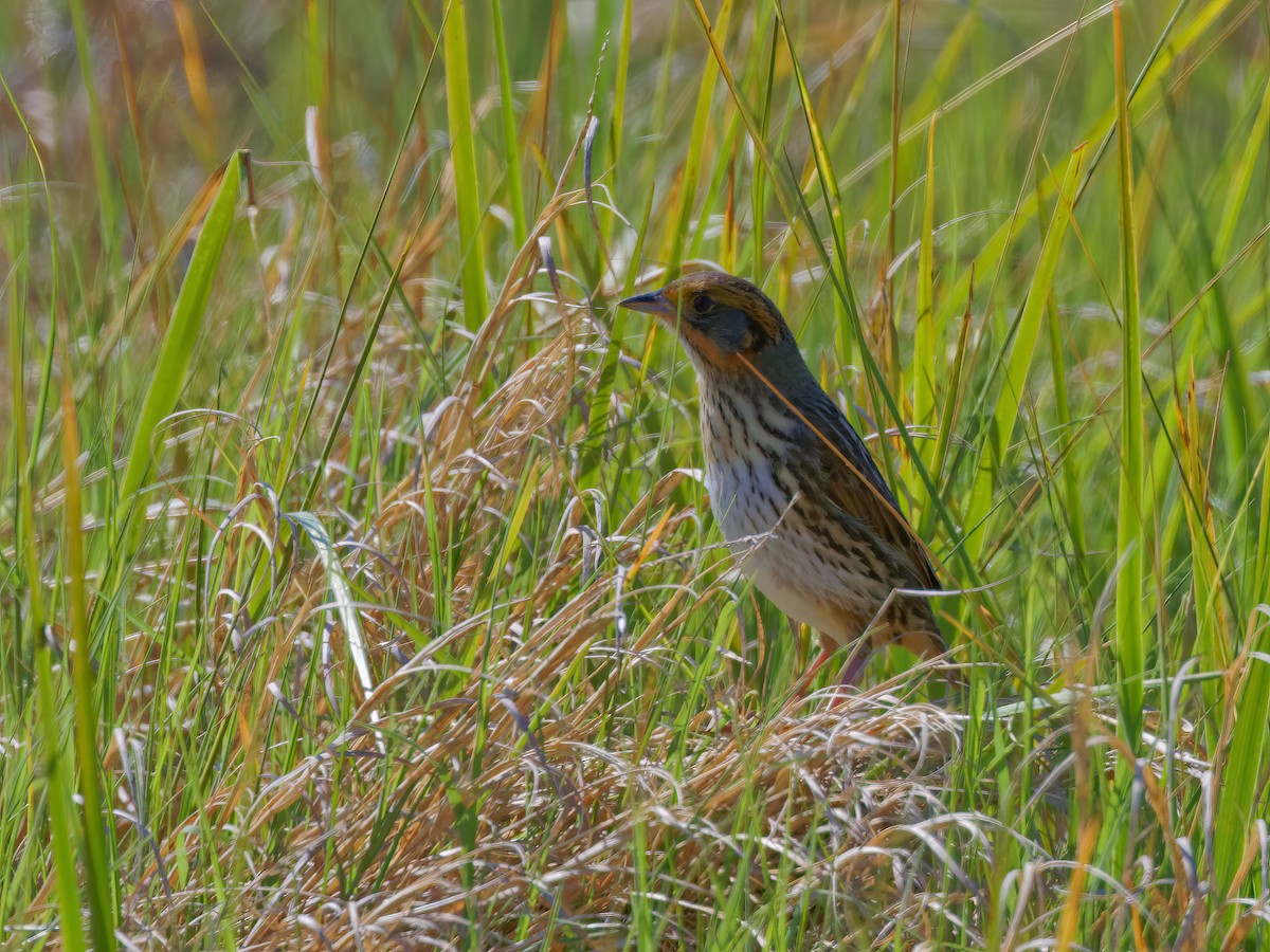 Saltmarsh Sparrow - ML620214168