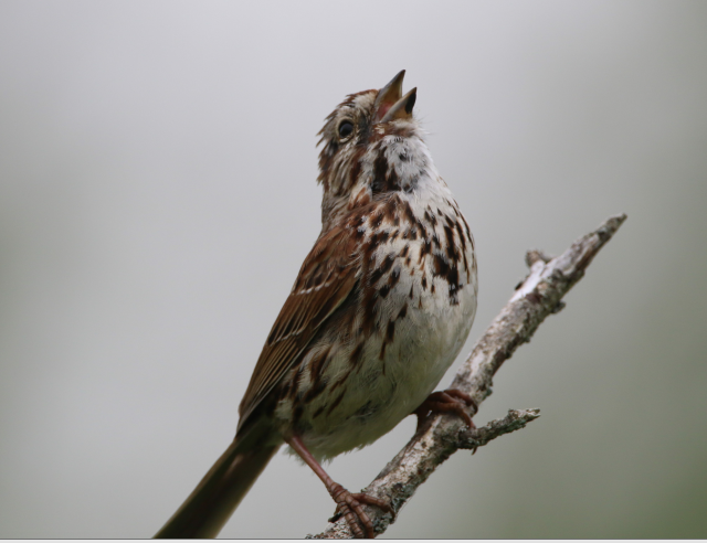 Song Sparrow - ML620214172