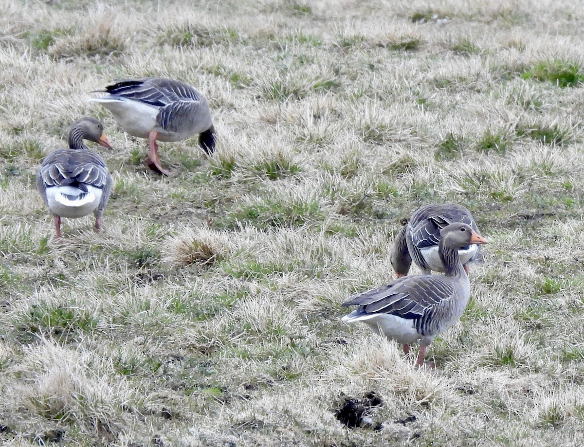 Graylag Goose (European) - ML620214181