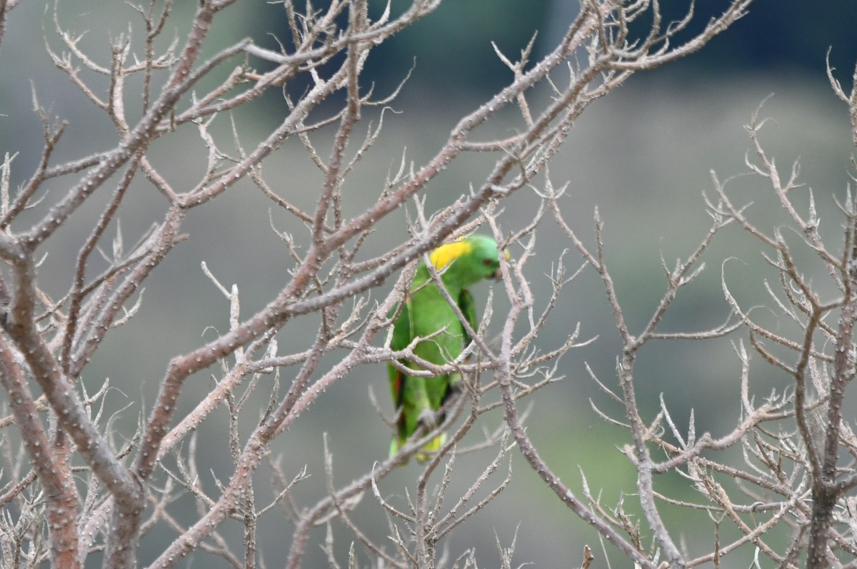Yellow-naped Parrot - ML620214185
