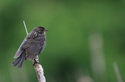 Red-winged Blackbird - Carlos  Gomez