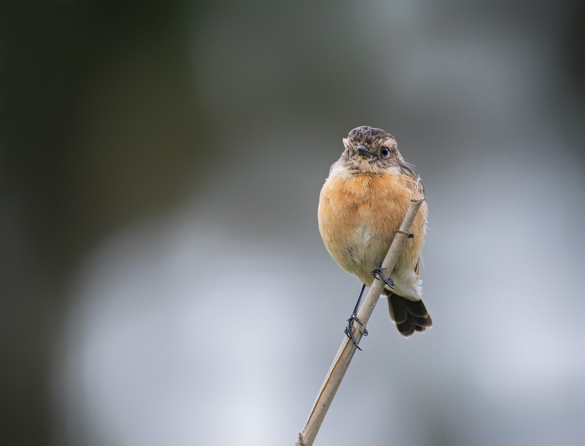 African Stonechat - Stefaan Bouwer