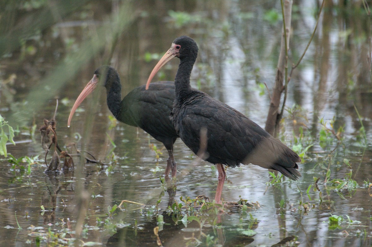 ibis tmavý - ML620214198