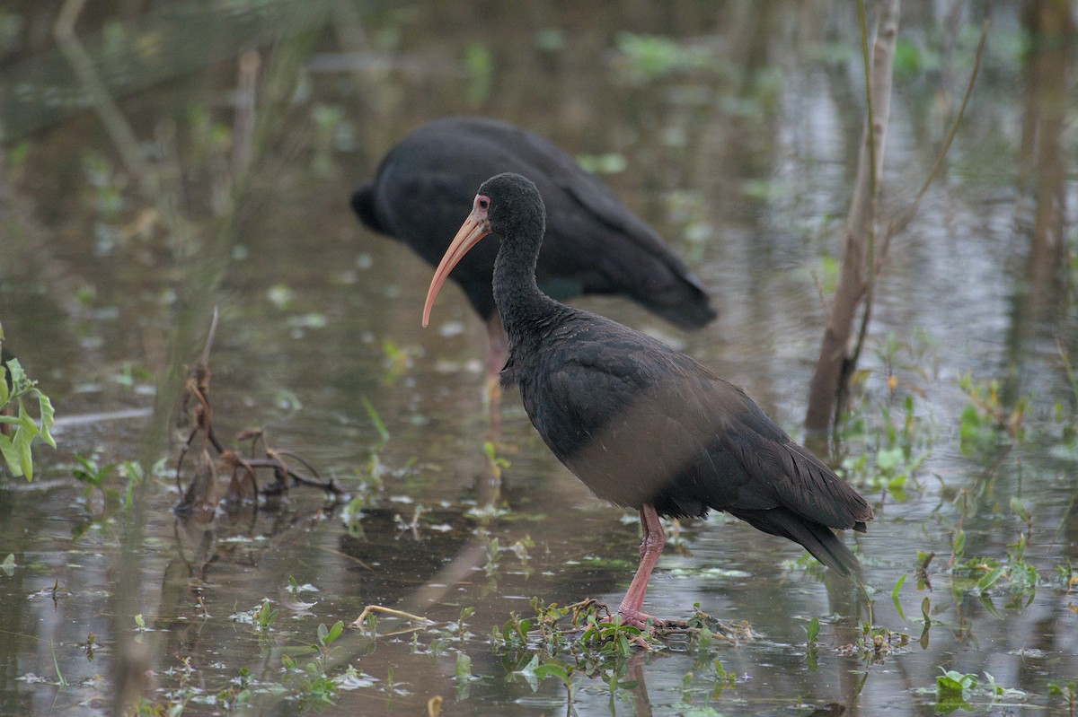 Ibis à face nue - ML620214200