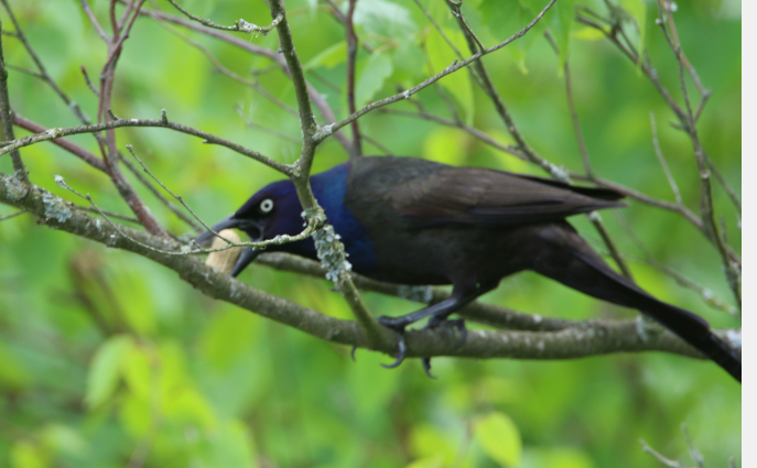 Common Grackle - ML620214209