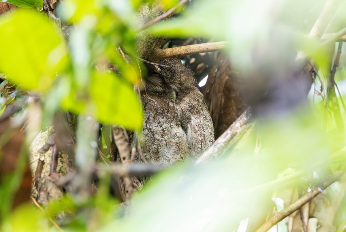 Choco Screech-Owl - ML620214220