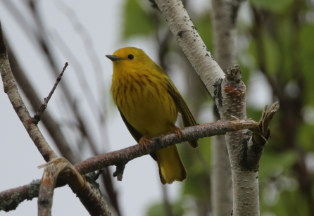 Yellow Warbler - ML620214221