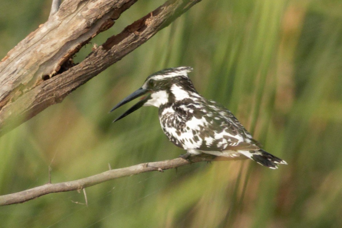 Pied Kingfisher - ML620214231