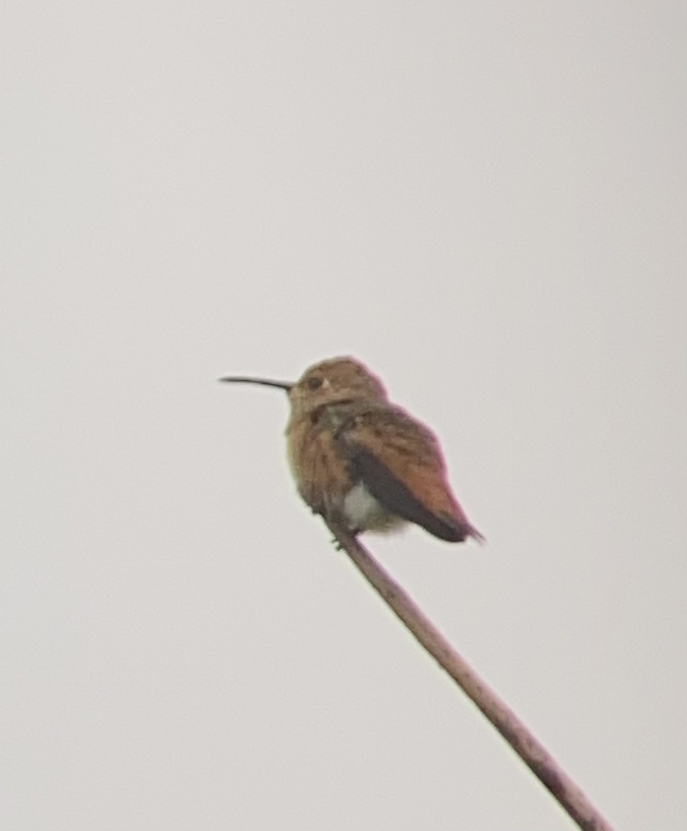 Allen's Hummingbird - ML620214234