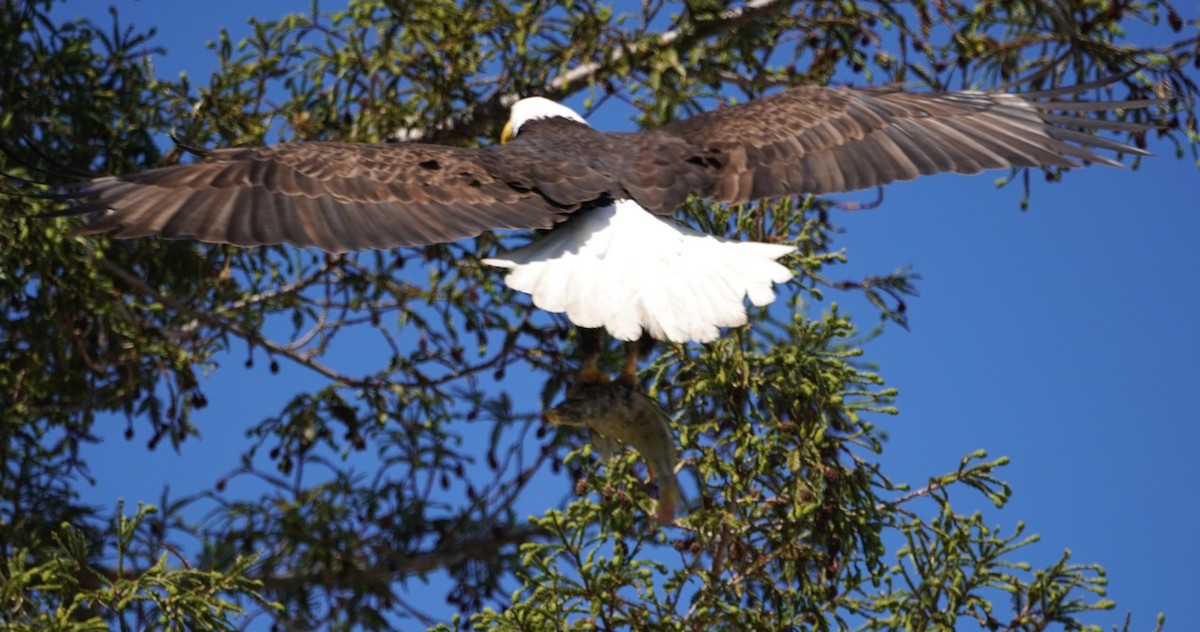 Weißkopf-Seeadler - ML620214239