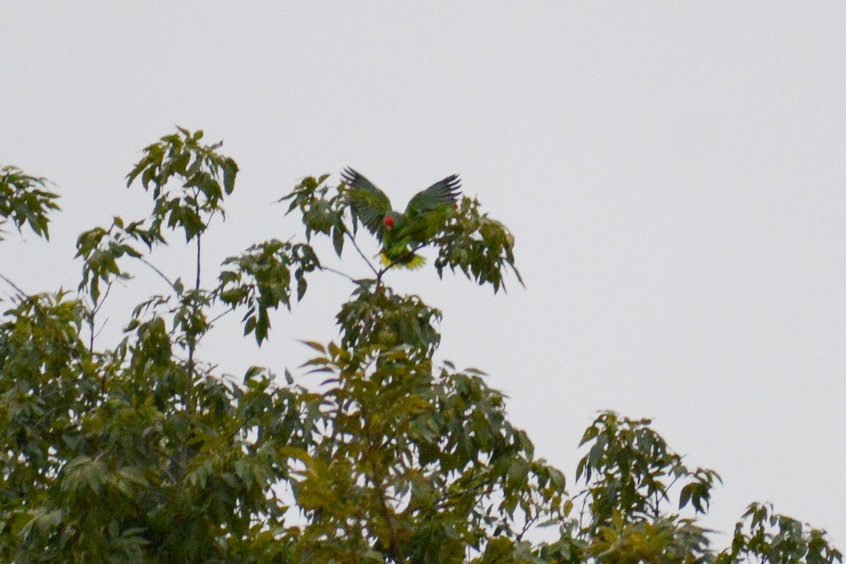 Amazona Tamaulipeca - ML620214257