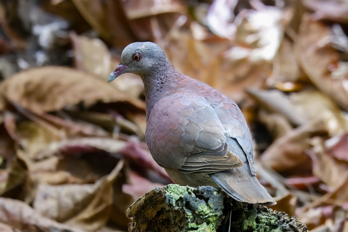 Malagasy Turtle-Dove - ML620214259