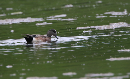 American Wigeon - ML620214270