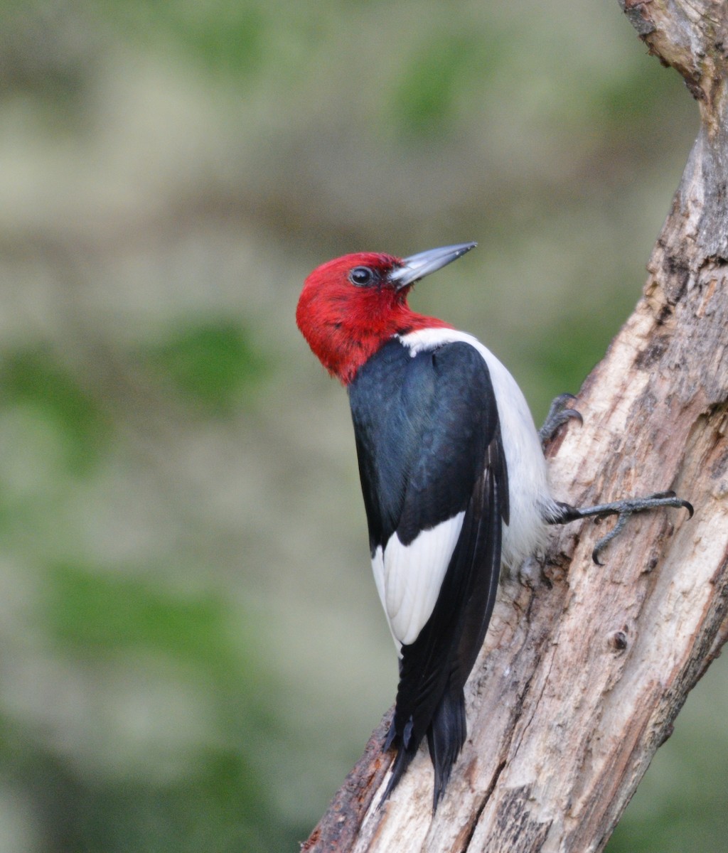 Red-headed Woodpecker - ML620214276